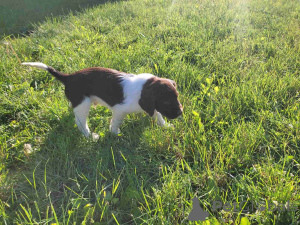 Photo №4. I will sell otterhound in the city of Belgrade.  - price - negotiated