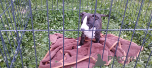 Photo №3. American Staffordshire Terrier puppies. Serbia