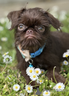 Photo №4. I will sell otterhound in the city of Belgrade.  - price - negotiated