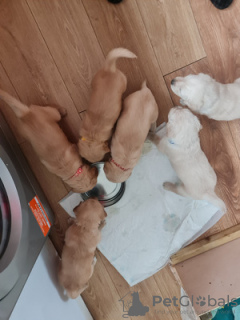 Photo №3. Golden Retriever puppies. United Kingdom