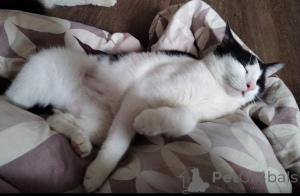 Photo №2 to announcement № 140656 for the sale of  - buy in Russian Federation private announcement