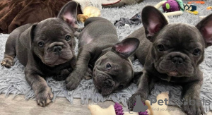 Photo №2 to announcement № 109108 for the sale of french bulldog - buy in Germany private announcement, breeder