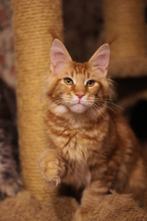 Photo №2 to announcement № 3801 for the sale of maine coon - buy in Russian Federation from nursery, breeder