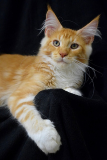 Photo №2 to announcement № 3287 for the sale of maine coon - buy in Russian Federation from nursery