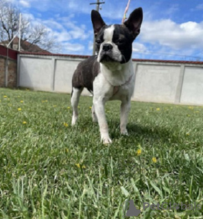 Photo №1. boston terrier - for sale in the city of Elemir | 528$ | Announcement № 75115