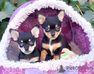 Photo №1. chihuahua - for sale in the city of Belgorod | 260$ | Announcement № 119721