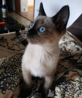 Photo №2 to announcement № 166333 for the sale of siamese cat - buy in Finland private announcement, breeder