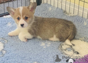 Photo №4. I will sell welsh corgi in the city of Афины.  - price - 264$