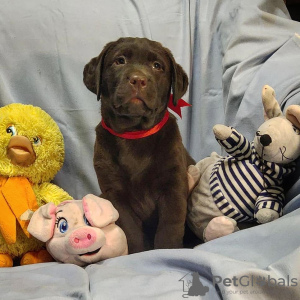 Photo №4. I will sell labrador retriever in the city of St. Petersburg.  - price - 2158$
