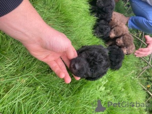 Photo №3. Bedlington Terrier pups - male and female - shipping and delivery available. United States