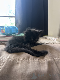 Photo №4. I will sell maine coon in the city of 9, Double Shoals.  - price - 60$