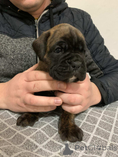 Photo №3. German boxer. Serbia