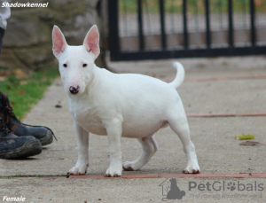 Photo №4. I will sell bull terrier in the city of Belgrade.  - price - 612$