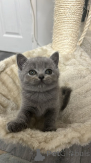 Photo №2 to announcement № 164555 for the sale of british shorthair - buy in Germany 