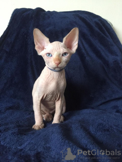 Photo №2 to announcement № 11994 for the sale of sphynx-katze - buy in France from the shelter