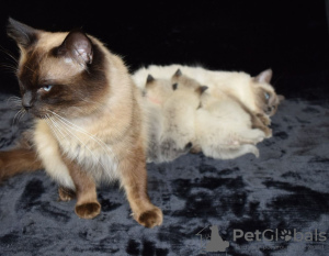 Photo №3. Vaccinated Ragdoll Kittens available for Sale. Germany