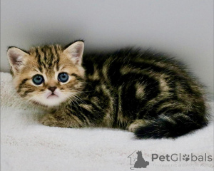 Photo №2 to announcement № 158758 for the sale of scottish fold - buy in Germany breeder