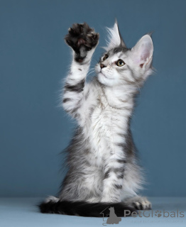 Photo №3. Kittens Maine Kun. Russian Federation