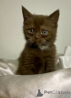 Photo №1. british longhair - for sale in the city of Antwerp | Is free | Announcement № 173992