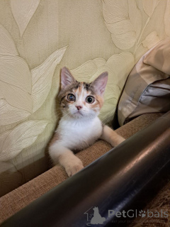 Photo №2 to announcement № 162927 for the sale of  - buy in Russian Federation private announcement