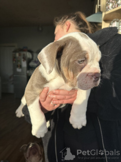 Additional photos: English bulldog x olde Tyme bulldog