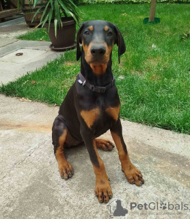 Photo №1. dobermann - for sale in the city of Belgrade | 370$ | Announcement № 116340