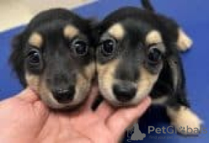 Photo №1. dachshund - for sale in the city of Degerby | Is free | Announcement № 131496