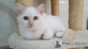 Photo №1. birman - for sale in the city of Anderny | Is free | Announcement № 146147