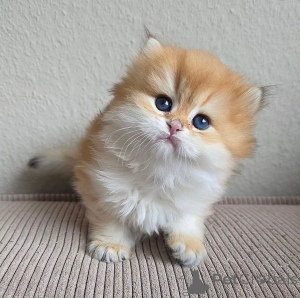 Photo №1. persian cat - for sale in the city of Mutlangen | 206$ | Announcement № 172916