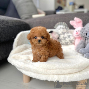 Photo №1. poodle (toy) - for sale in the city of Tel Aviv | 528$ | Announcement № 88684