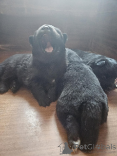 Photo №3. Svensk Lapphund puppies FCI. Poland