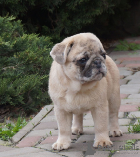 Photo №1. pug - for sale in the city of Constanța | 2000$ | Announcement № 45525