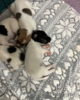 Photo №1. jack russell terrier - for sale in the city of Alkmar | 619$ | Announcement № 172083