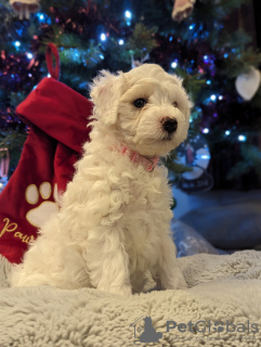 Photo №1. maltese dog - for sale in the city of Fresno | 400$ | Announcement № 83629