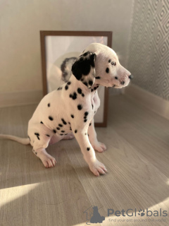 Photo №2 to announcement № 26434 for the sale of dalmatian dog - buy in Italy from nursery