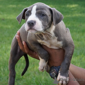 Photo №1. american bully - for sale in the city of Мадрид | Is free | Announcement № 9034