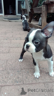 Photo №1. boston terrier - for sale in the city of Beiersdorf | negotiated | Announcement № 167560
