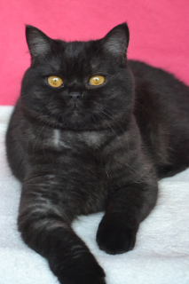 Photo №1. british shorthair - for sale in the city of Odessa | 245$ | Announcement № 5578