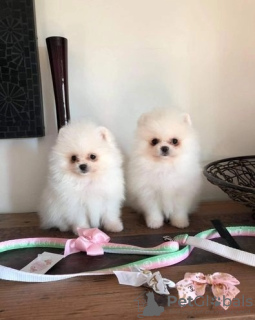Photo №1. pomeranian - for sale in the city of Схарбек | 169$ | Announcement № 75549
