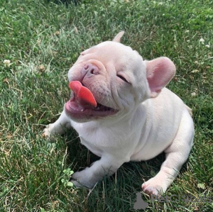 Additional photos: French Bulldog puppies for sale