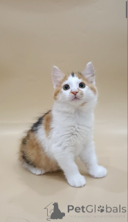 Photo №3. Kittens of the Kuril Bobtail. Belarus