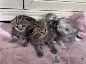 Photo №1. scottish fold - for sale in the city of Minsk | negotiated | Announcement № 47504