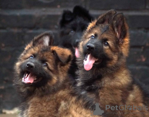 Additional photos: Beautiful dsh German Shepherd puppies.