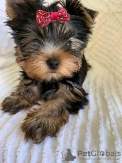 Photo №1. yorkshire terrier - for sale in the city of Paris | 188$ | Announcement № 130629