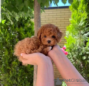 Photo №1. poodle (toy) - for sale in the city of Los Angeles | 700$ | Announcement № 124205