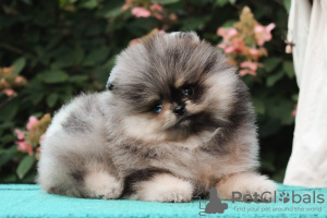 Additional photos: Sweet male Pomeranian puppy for sale