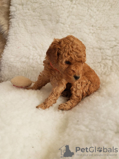 Photo №1. poodle (toy) - for sale in the city of Bremerhaven | Is free | Announcement № 95919