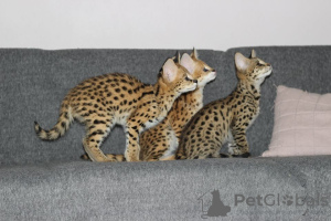 Additional photos: ocelot, serval and caracal kittens available