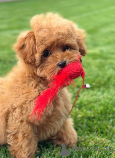Photo №1. poodle (toy) - for sale in the city of London Borough of Camden | negotiated | Announcement № 155038