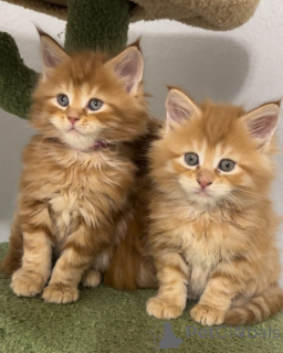 Photo №1. british longhair - for sale in the city of Ash | 2787$ | Announcement № 158947